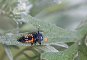 coccinelles asiatiques